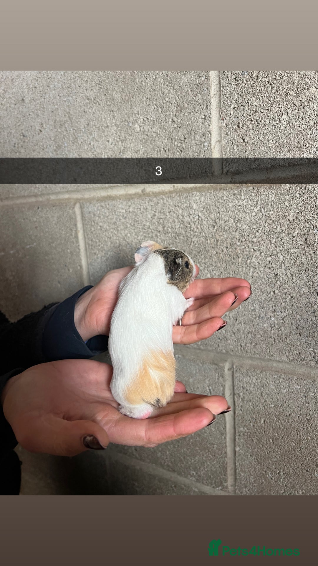 Guinea Pig rodents for sale: The perfect Christmas guinea pig!  - Advert 5