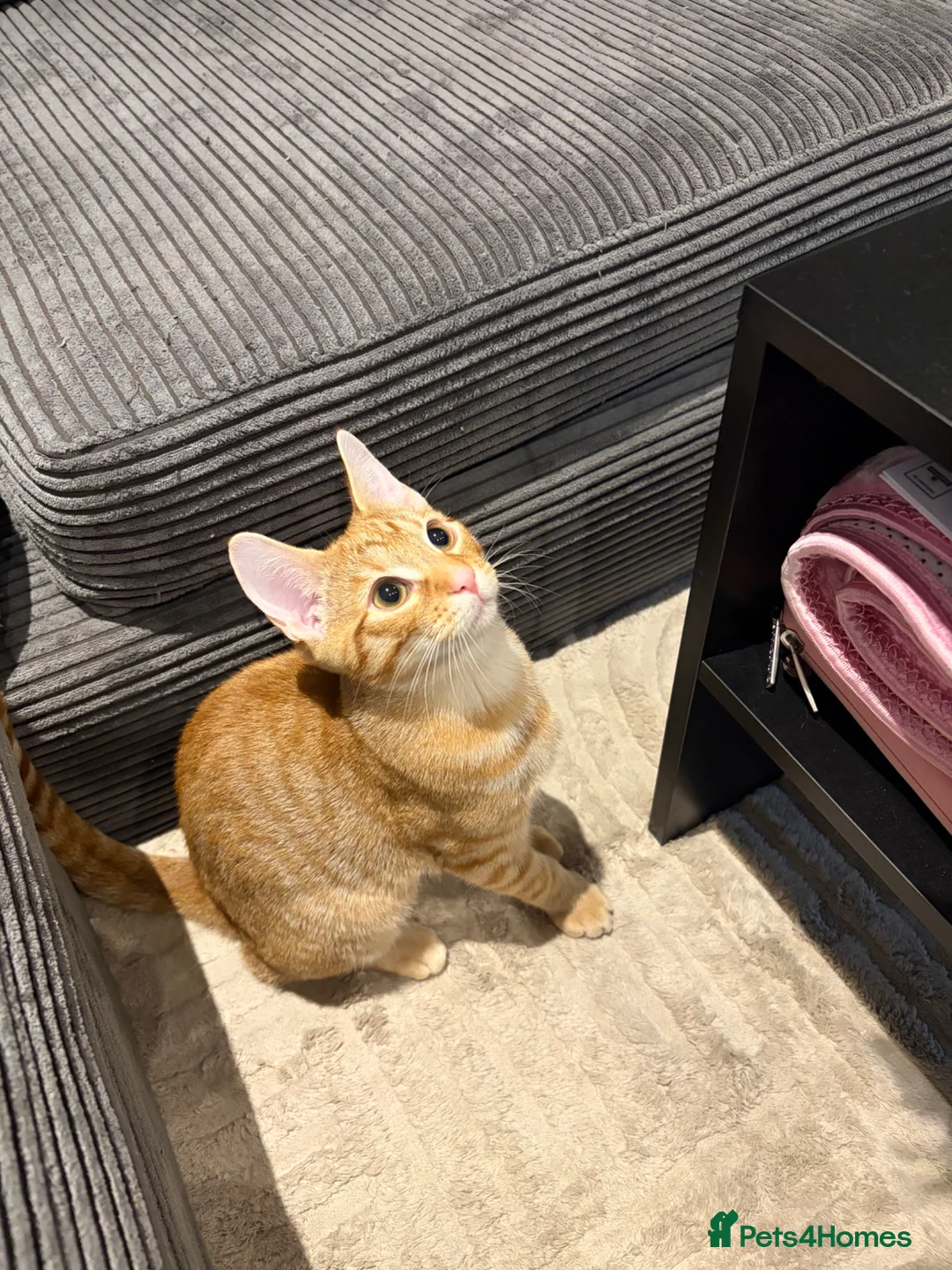 Domestic Shorthair cats for sale: grey and ginger tabby kittens in London - Advert 10