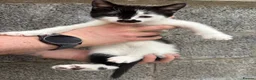 Mixed Breed cats for sale: 2 Gorgeous Ragdoll Cross Kittens  - Advert 10