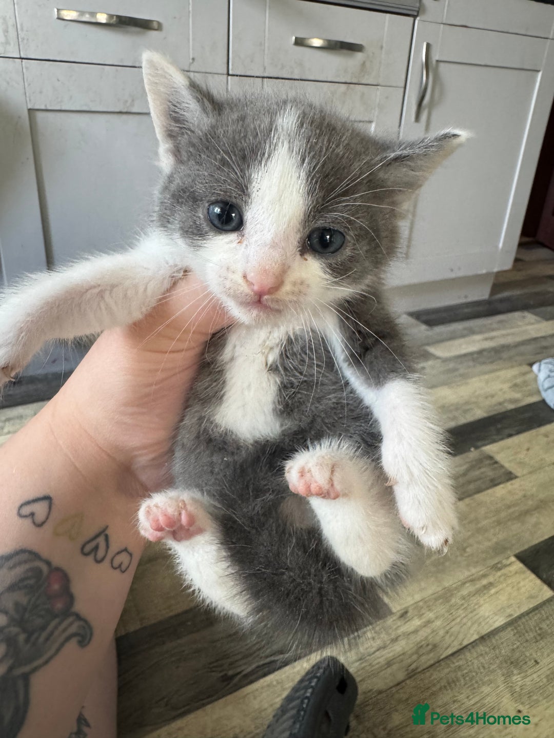 Domestic Shorthair cats for sale: 2 kitten looking for homes  - Image 6
