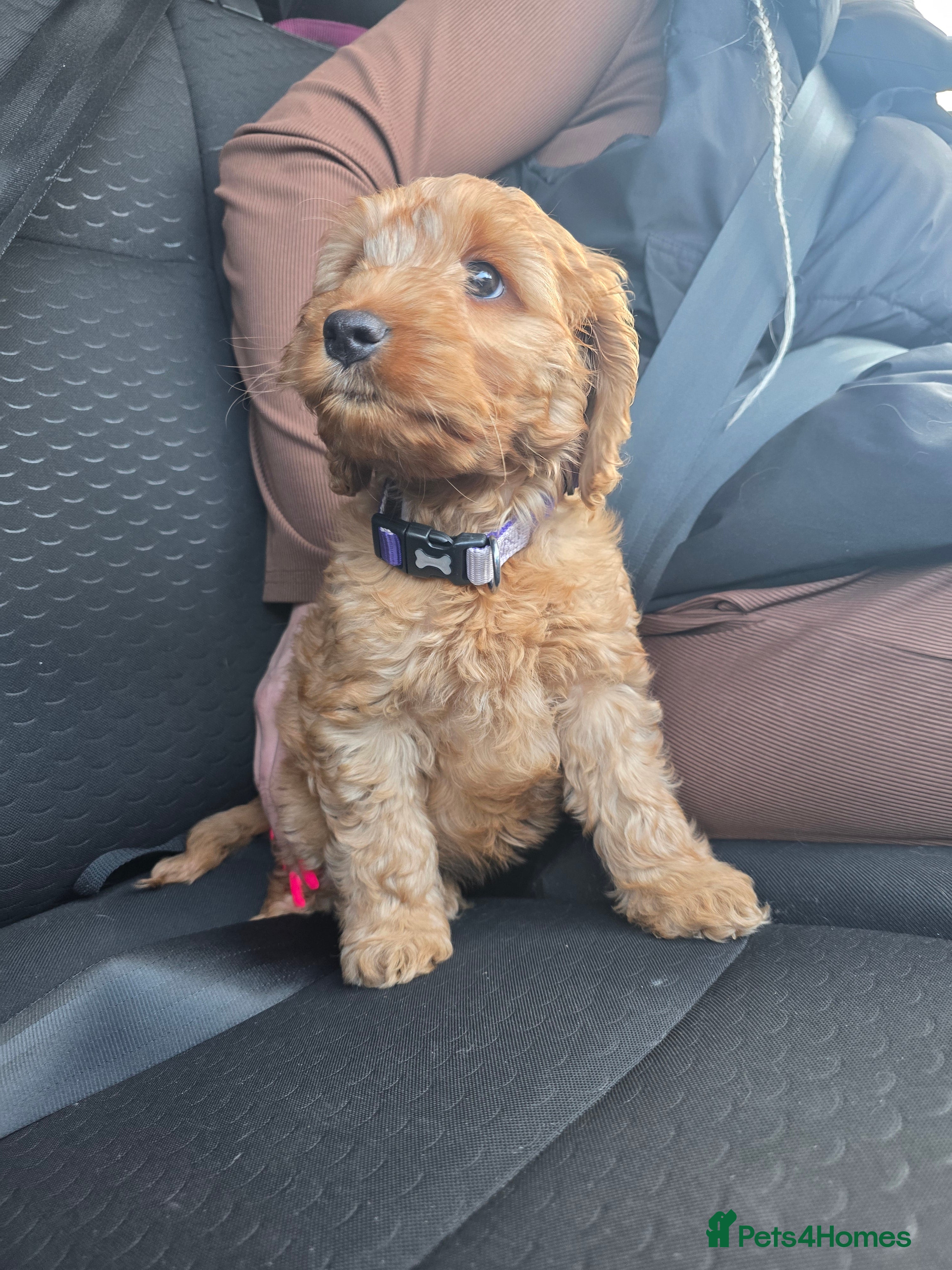 Cockapoo dogs Beautiful F1 Cockapoo Puppies - Advert 2