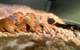 Cavapoo dogs for sale: DNA & HEALTH TESTED- F2b Cavapoo Puppies Expected  - Image 2