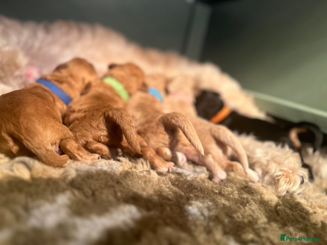 Cavapoo dogs for sale: DNA & HEALTH TESTED- F2b Cavapoo Puppies Expected  - Image 2