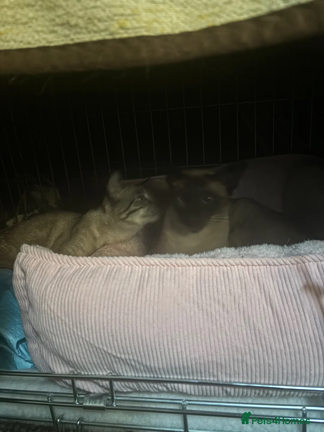 Siamese cats for sale: 5 Adorable Kittens Looking for Their Forever Homes - Advert 13