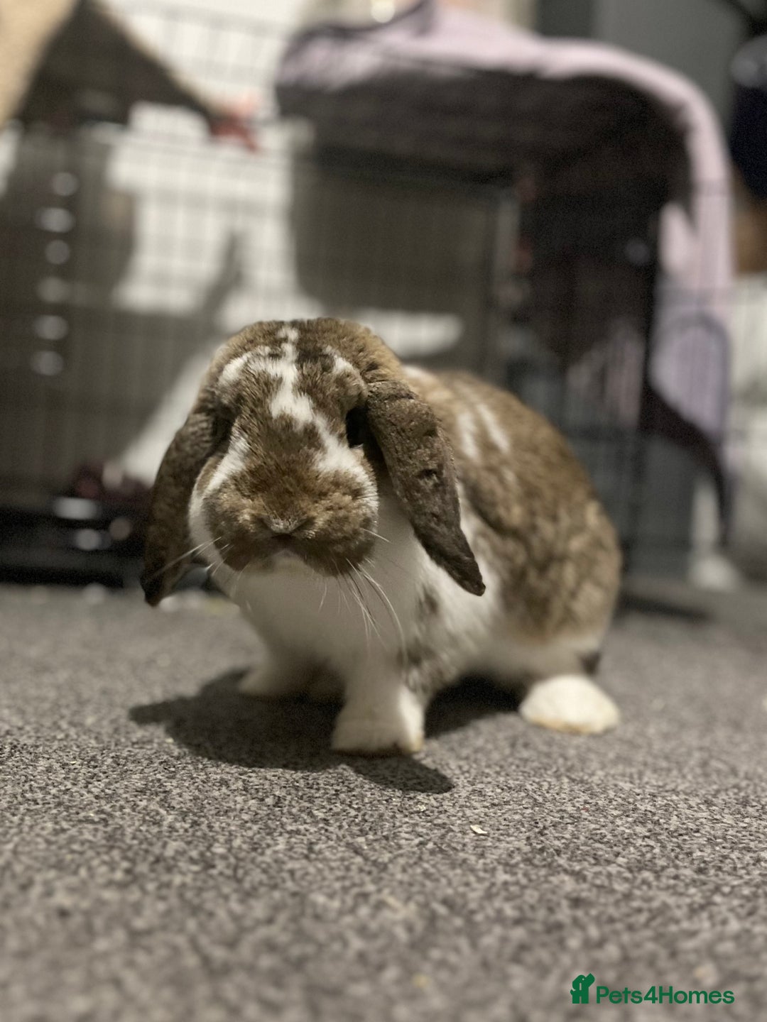 Mini Lop rabbits for sale: Looking for a lovely forever home for my rabbits - Advert 1