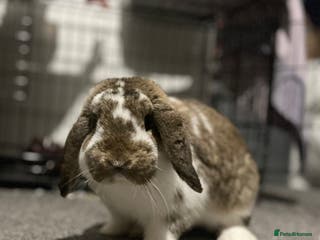 Mini Lop rabbits Looking for a lovely forever home for my rabbits - Advert 1
