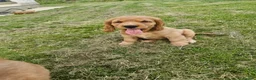 Cocker Spaniel dogs for sale: Golden Show type Cocker Spaniel puppies - Advert 4