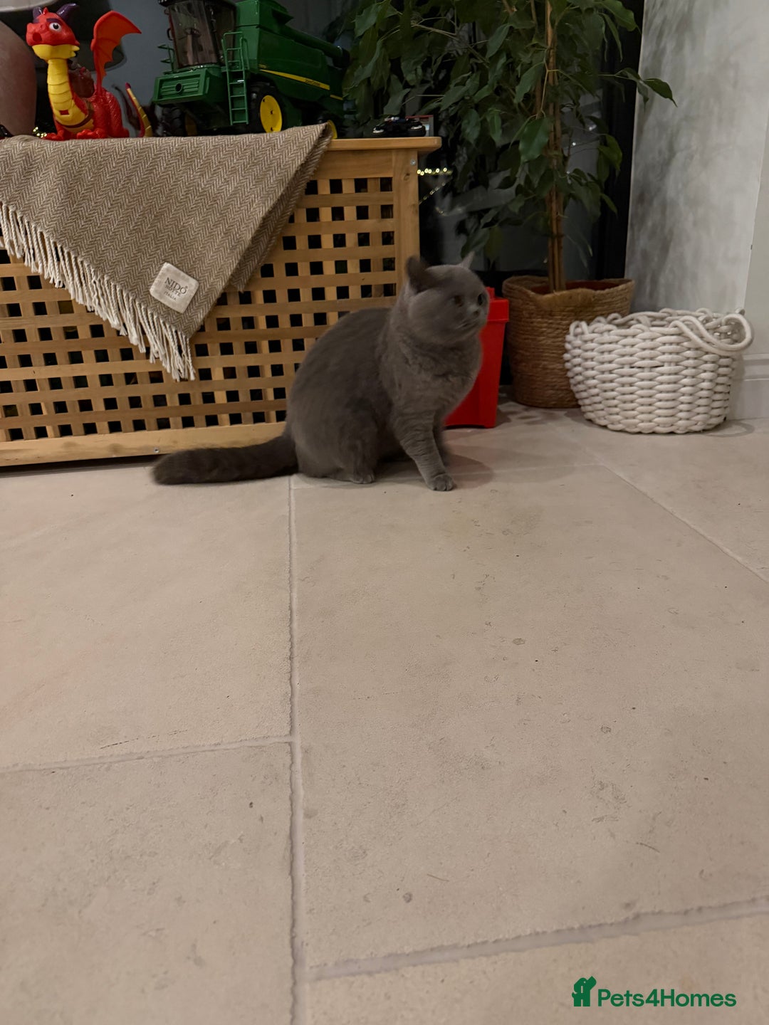 British Shorthair cats for sale: Retired Queen - Blue British Shorthair  - Advert 2