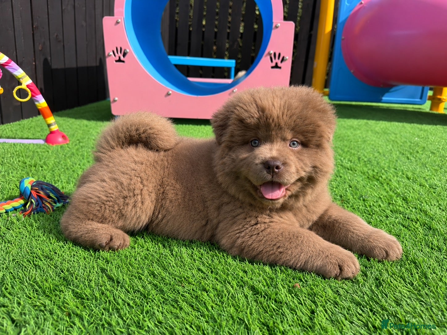 Chow Chow dogs Exotic colour pure chow chow puppies for sale  - Advert 2