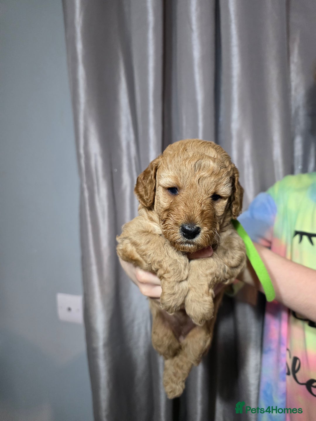 Cockapoo dogs for sale: Cockapoo puppies   - Advert 7