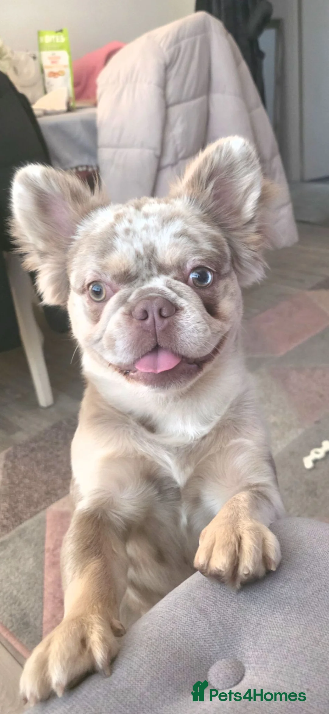 French Bulldog dogs for stud: ISABELLA MERLE FLUFFY FRENCH BULLDOG FOR STUD  - Advert 1