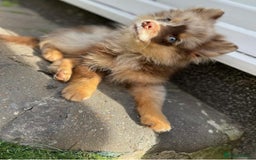 Pomsky dogs for sale: 5 High Quality Pomsky Puppies  - Advert 1
