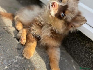 Pomsky dogs 5 High Quality Pomsky Puppies - Advert 1