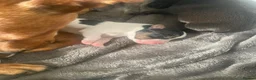 Mixed Breed dogs for sale: Patterdale cross  in Poole - Advert 6