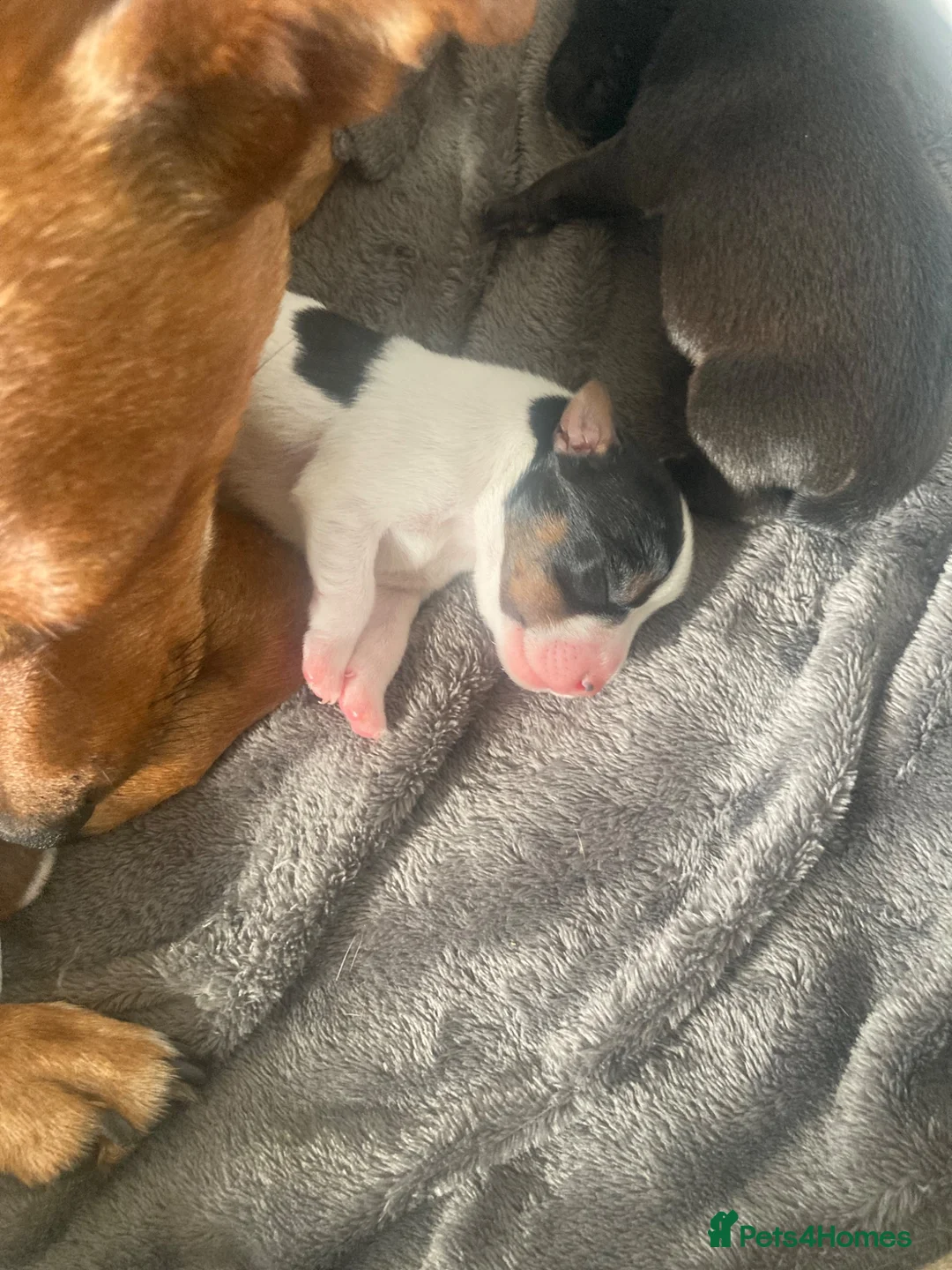 Mixed Breed dogs for sale: Patterdale cross  in Poole - Advert 6