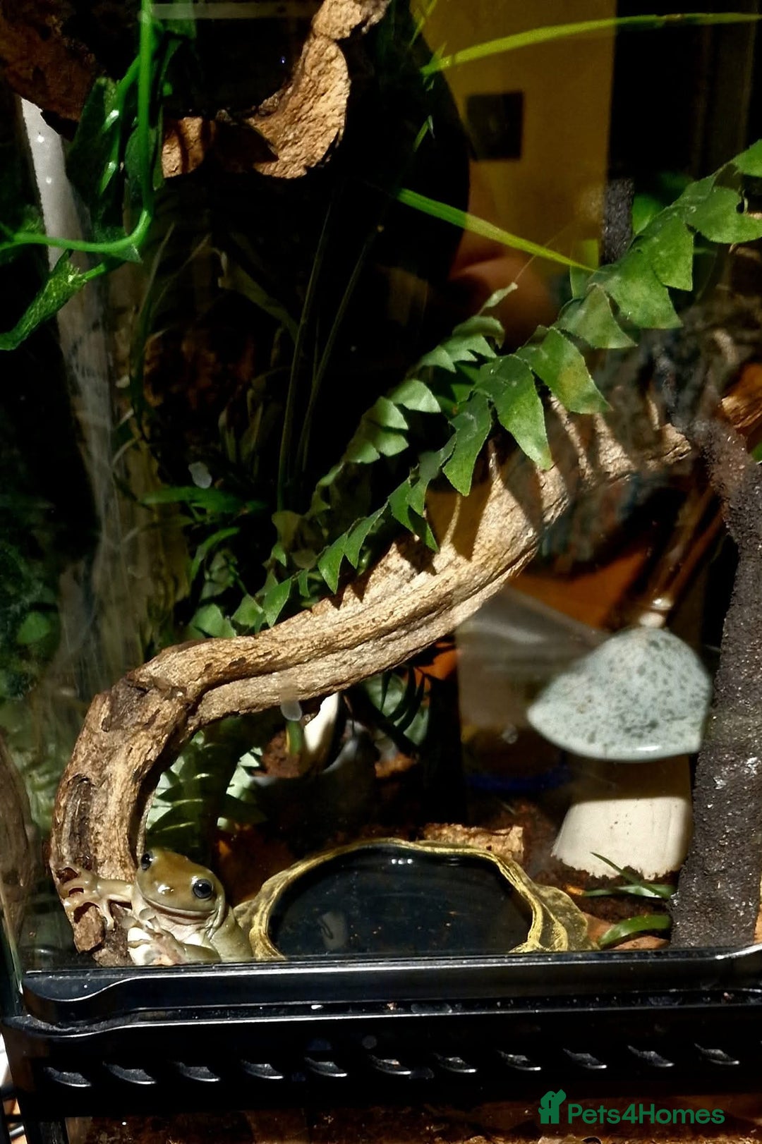 Frog reptiles for sale: Complete habitat with 2 adult White's tree frogs - Advert 6