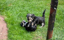 Lhasa Apso dogs for sale: Rare 5* Kyi-Leo Puppies ready for loving homes NOW - Image 24