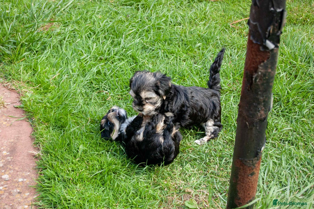 Lhasa Apso dogs for sale: Rare 5* Kyi-Leo Puppies ready for loving homes NOW - Image 24