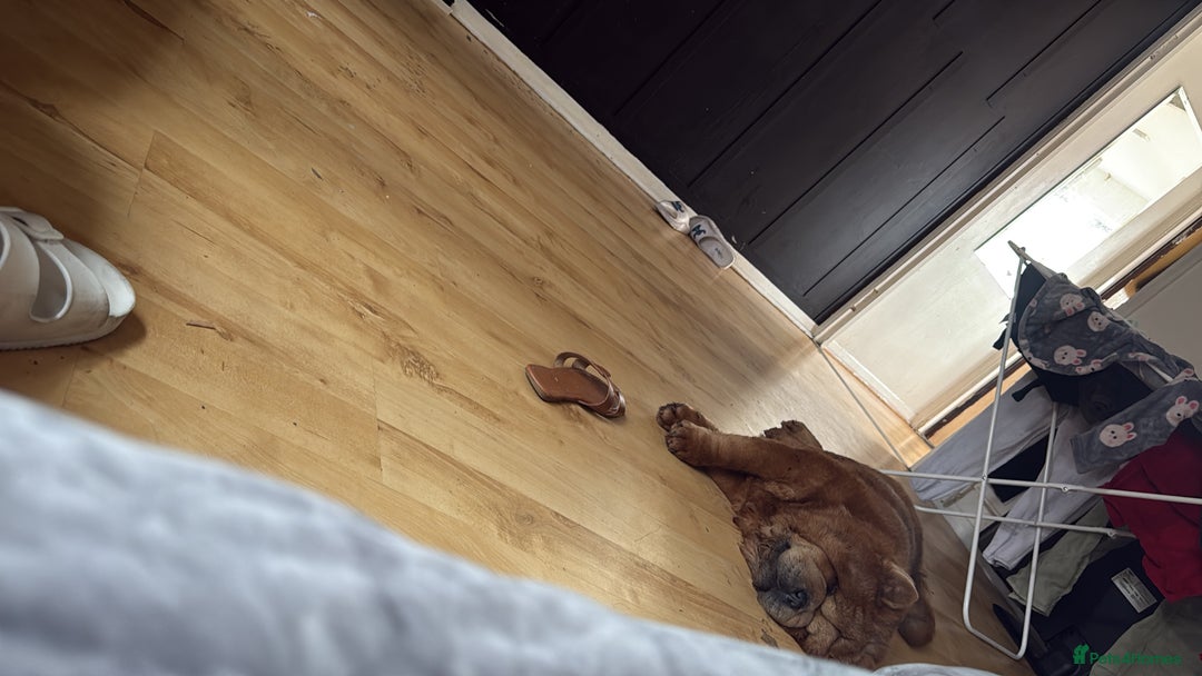 Chow Chow dogs for sale: Female mini chow chow  - Advert 1