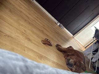 Chow Chow dogs Female mini chow chow - Advert 3