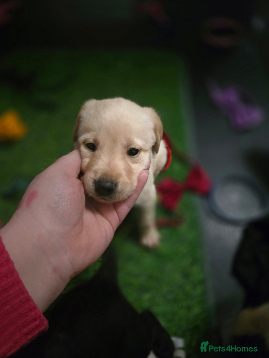 Labrador Retriever dogs for sale: Beautiful labrador retriever puppies  - Advert 12