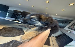 German Shepherd dogs for sale: German Shepherds  - Image 4