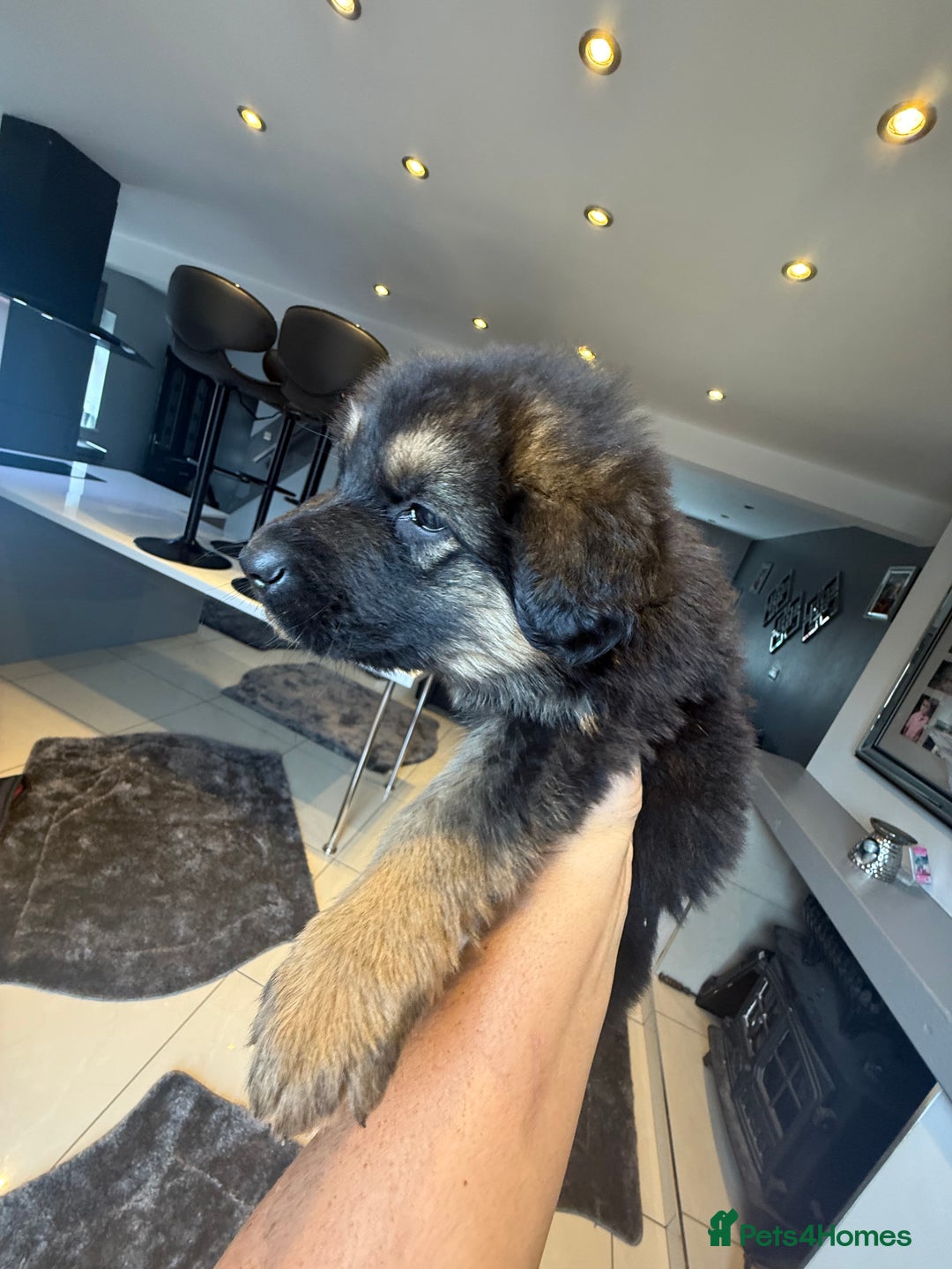 German Shepherd dogs for sale: German Shepherds  - Image 4