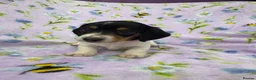 Miniature Dachshund dogs for sale: 5 cute piebald miniature dachshund puppies - Advert 2