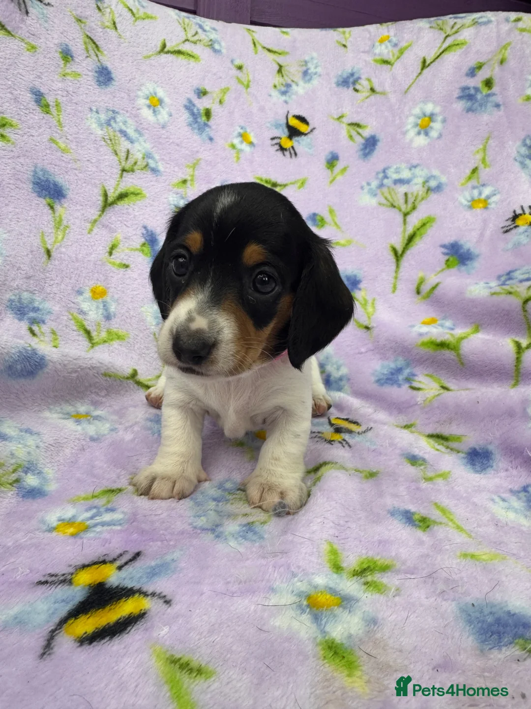 Miniature Dachshund dogs for sale: 5 cute piebald miniature dachshund puppies - Advert 2