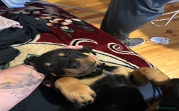 Rottweiler dogs for sale: Rottweiler puppies  - Advert 39