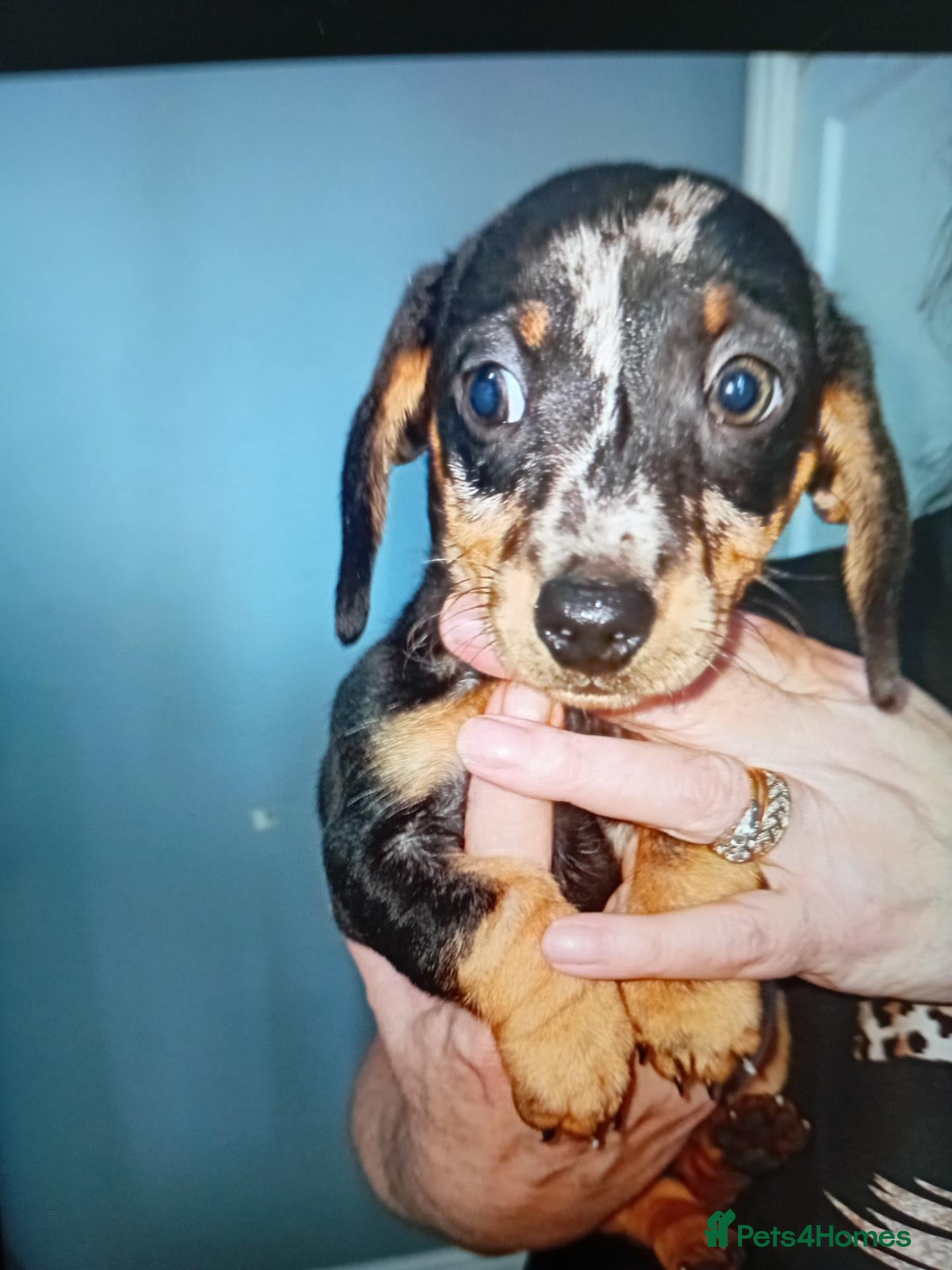 Miniature Dachshund dogs for sale: Dashcund puppys 2 boys left - Advert 18