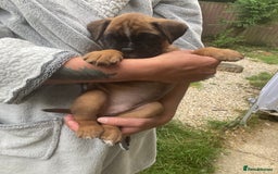 Boxer dogs for sale: Boxer baby girl 💖 - Image 6
