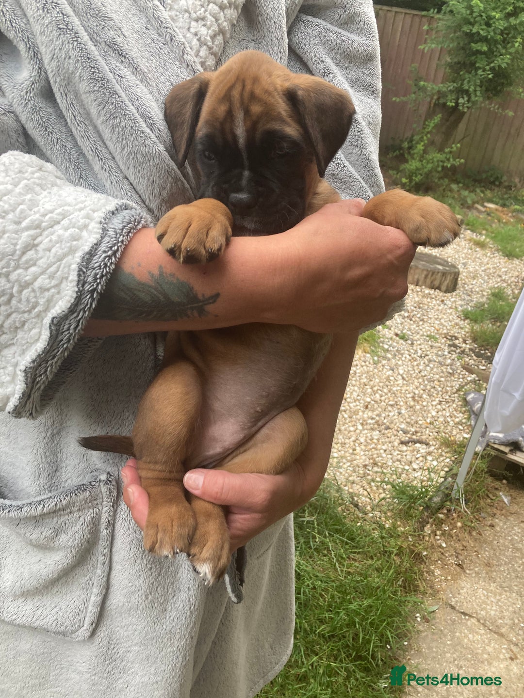 Boxer dogs for sale: Boxer baby girl 💖 - Image 6