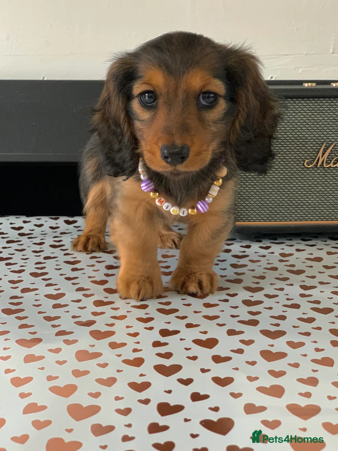 Miniature Dachshund dogs for sale: KC Registered true to type Longhaired mini’s - Advert 2