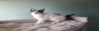 Maine Coon Kitten 5