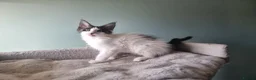 Maine Coon cats for sale: Maine Coon kittens  - Advert 19