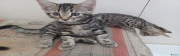 Mixed Breed cats for sale: Gorgeous Toyger Tabbies for Sale  - Advert 11