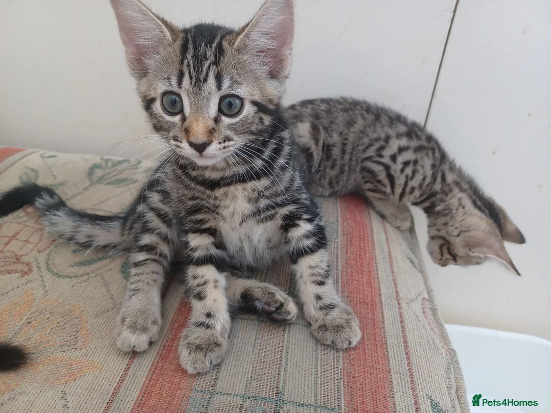 Mixed Breed cats for sale: Gorgeous Toyger Tabbies for Sale  - Advert 11