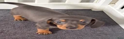 Miniature Dachshund dogs for sale: 2 Girls Left - KC stunning Miniature Dachshunds 🩷 - Advert 20