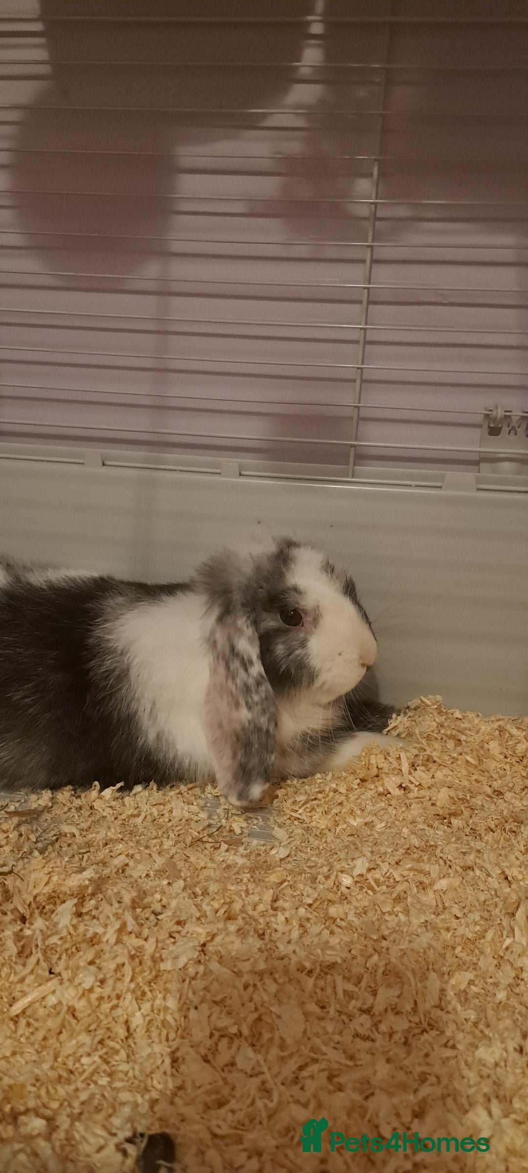 Dwarf Lop rabbits for sale: Beautiful rabbit looking for a home - Advert 1