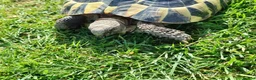 Hermann Tortoise reptiles for sale: Hermanns tortoise  - Advert 6
