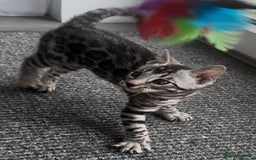 Bengal cats for sale: Breed quality silver bengal kittens 🐆💎🤍🩶🖤 - Image 4