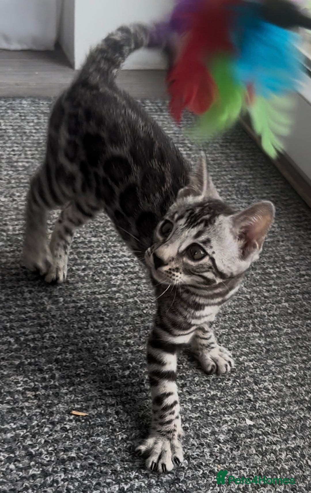 Bengal cats for sale: Breed quality silver bengal kittens 🐆💎🤍🩶🖤 - Image 4