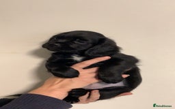 Mixed Breed dogs for sale: Beautiful litter of spaniel Cross  - Image 31