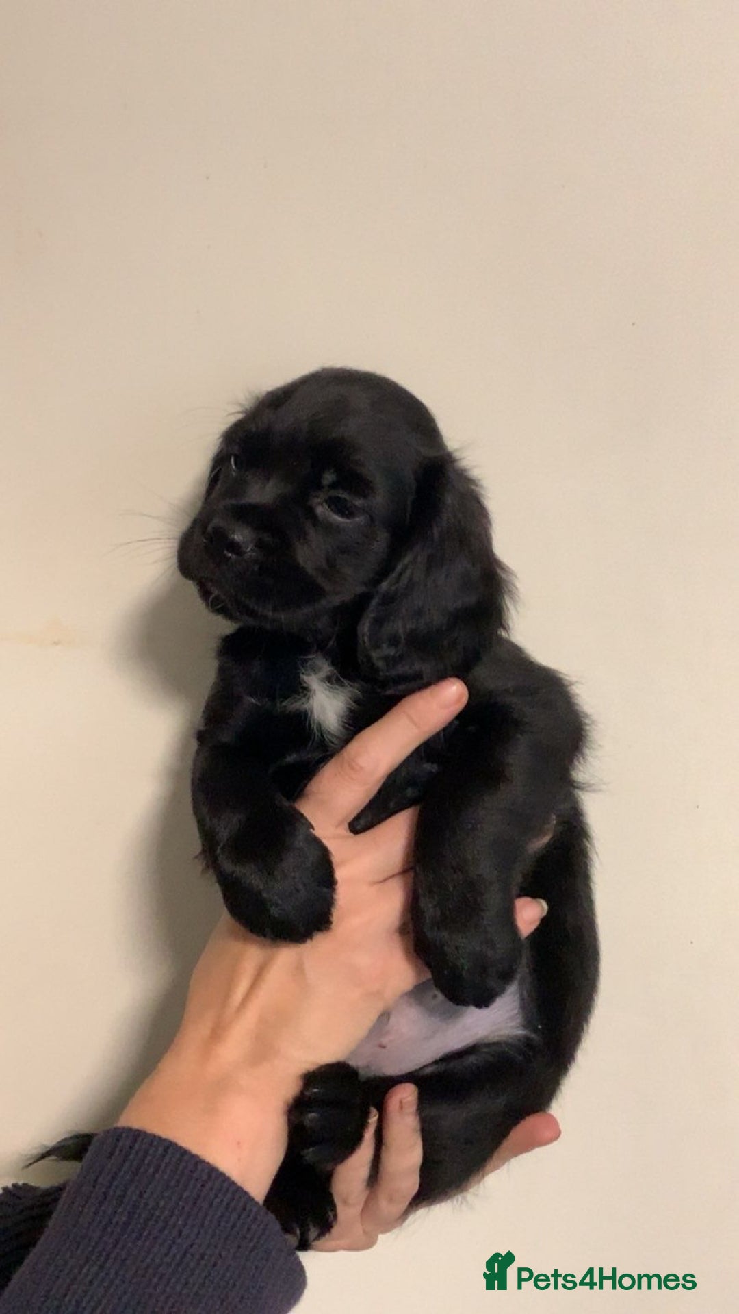 Mixed Breed dogs for sale: Beautiful litter of spaniel Cross  - Image 31