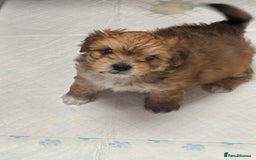 Shih Tzu dogs for sale: Shih tzu cross Yorkshire terrier - Image 8