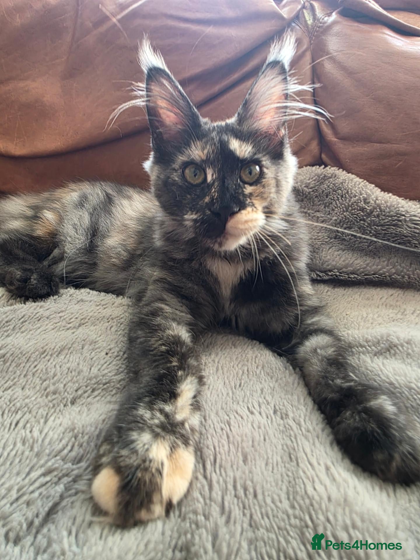 Maine Coon cats 🐾 2 Stunning Girls Left - GCCF Registered 🐾 - Advert 1
