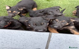 German Shepherd dogs for sale: German shepherd puppies  - Image 4