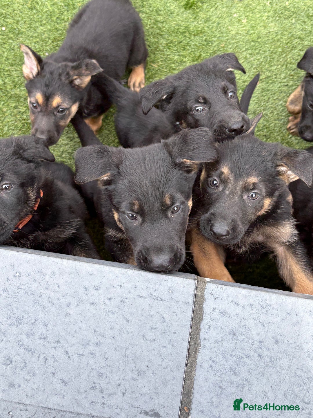 German Shepherd dogs for sale: German shepherd puppies  - Image 4