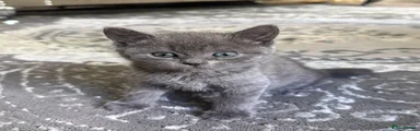 Mixed Breed Kitten 4